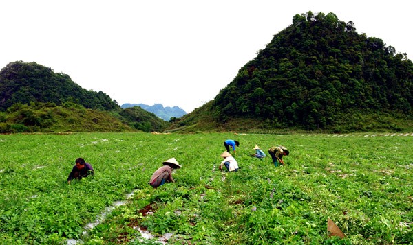 Agricultores de Quan Ba prospera con el cultivo de plantas medicinales - ảnh 2