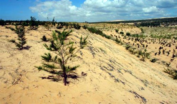 Llama ONU a observar Día Mundial contra la Desertificación y la Sequía - ảnh 1
