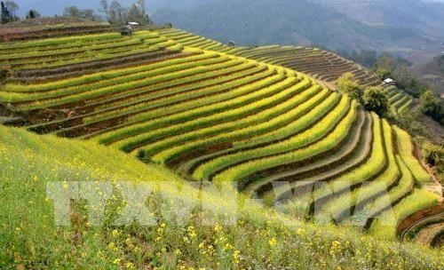Región norteña de Vietnam promueve recorridos turísticos por arrozales en terrazas - ảnh 1