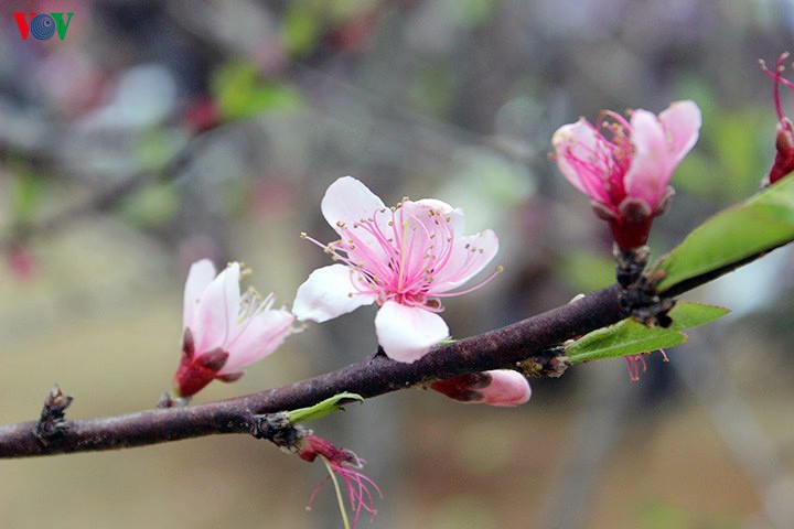 Nueva primavera, nuevas expectativas de desarrollo - ảnh 1