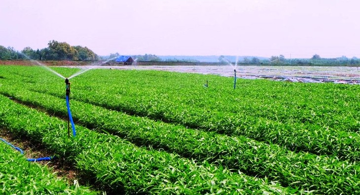Covid-19 brinda oportunidades para la renovación del sector agrícola de Hanói - ảnh 2
