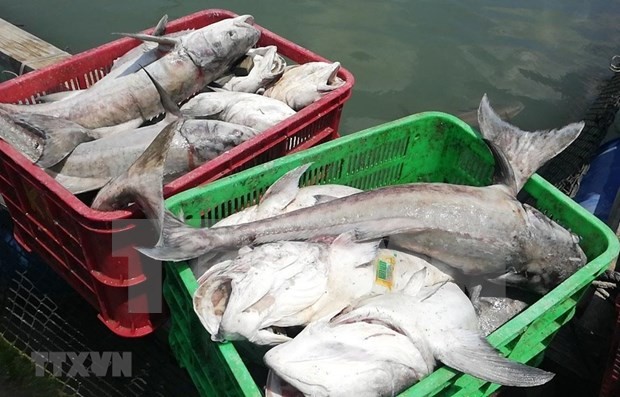 Especialistas advierten sobre la disminución de la reserva de peces en el Mar del Este - ảnh 1