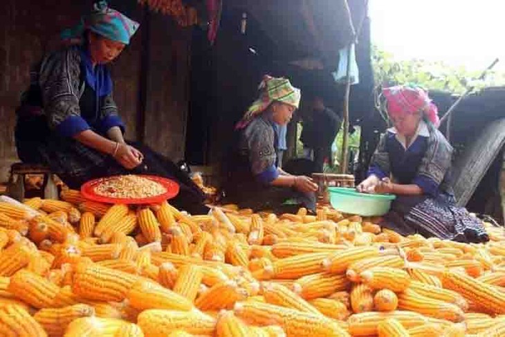 Ha Giang avanza con el modelo de cooperativas y aldeas de artesanía tradicional - ảnh 2