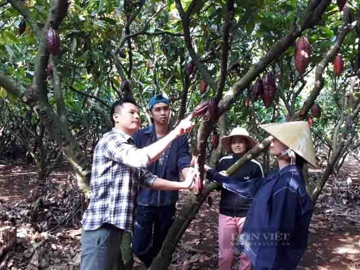 Provincia altiplánica de Dak Lak implementa el sistema de eslabón de cadenas para potenciar el valor de los productos agrícolas - ảnh 2