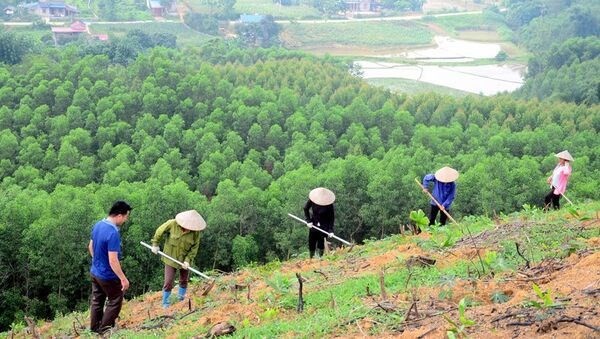 Vietnam se aproxima a la meta de plantación de mil millones de árboles - ảnh 1