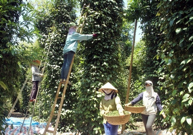 El valor de exportación de la pimienta vietnamita ante la oportunidad de regresar a mil millones de dólares - ảnh 1