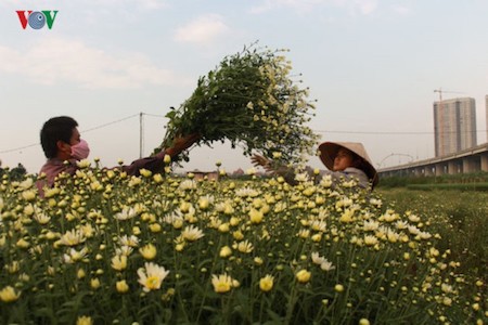 Hermosas margaritas de ojo de buey en el pueblo de flores de Nhat Tan - ảnh 4