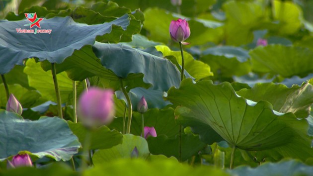 Flores de loto deslumbran a visitantes en verano - ảnh 4