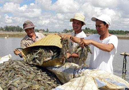 Delta del Mekong por aumentar exportaciones de camarones  - ảnh 1