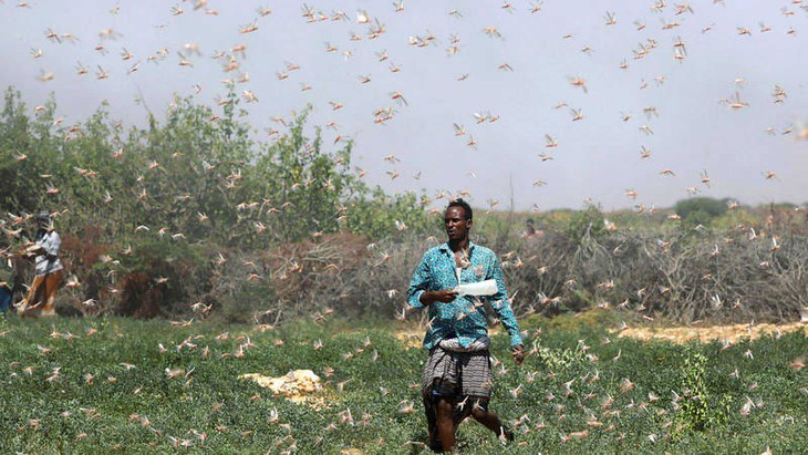 Somalia anuncia “emergencia nacional” por plaga de saltamontes - ảnh 1