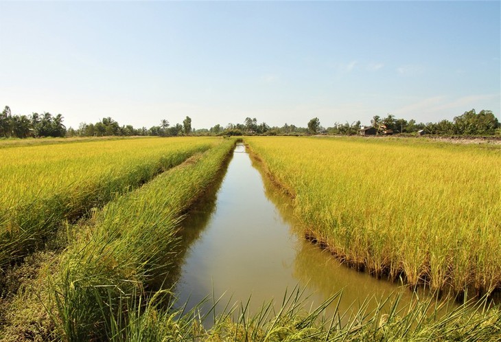 Los beneficios económicos que trae el modelo de cultivo rotativo “langostinos-arroz” en Soc Trang - ảnh 1