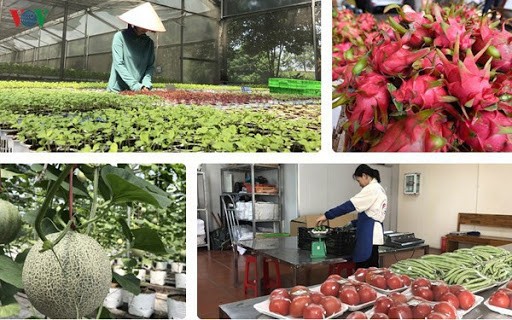 Sector agrícola de Vietnam por vencer dificultades generadas por Covid-19 - ảnh 1