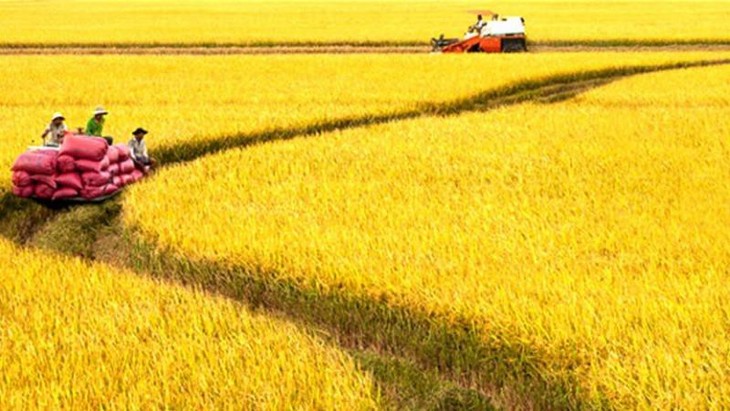 Vietnam por situarse entre los 15 países con la agricultura más desarrollada en el mundo en 2030 - ảnh 1
