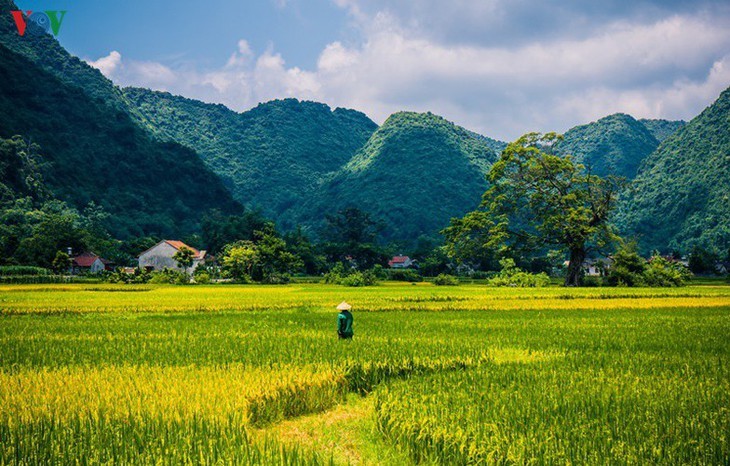 Los campos de arroz de Bac Son se vuelven amarillos en temporada de cosecha - ảnh 15