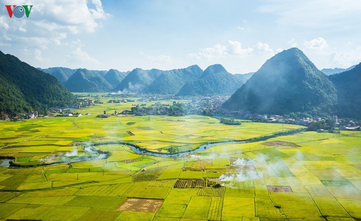 Los campos de arroz de Bac Son se vuelven amarillos en temporada de cosecha - ảnh 1