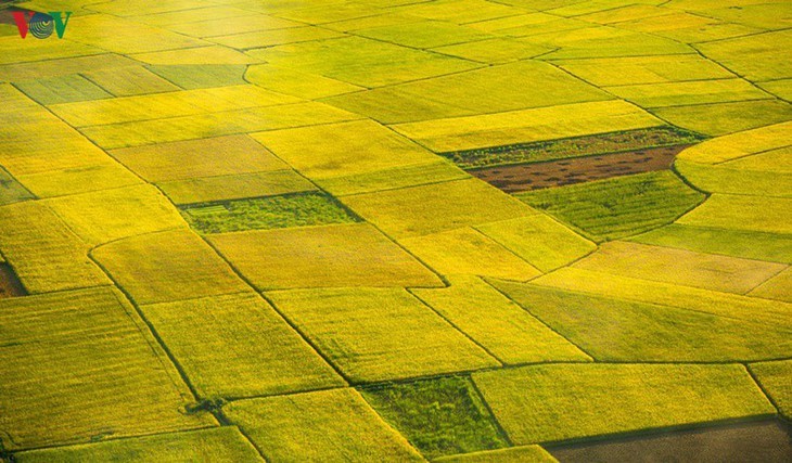 Los campos de arroz de Bac Son se vuelven amarillos en temporada de cosecha - ảnh 4