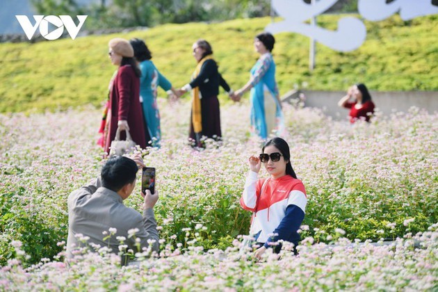 Ha Giang en temporada de flores de alforfón  - ảnh 12