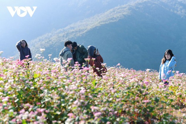 Ha Giang en temporada de flores de alforfón  - ảnh 13