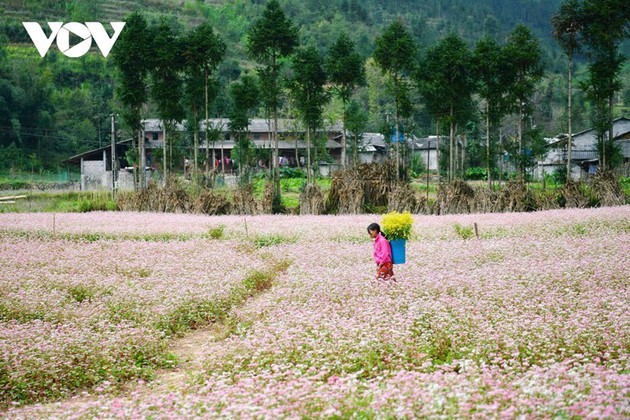 Ha Giang en temporada de flores de alforfón  - ảnh 7