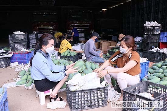 Promueven el comercio del mango verde de Vietnam en Australia - ảnh 1