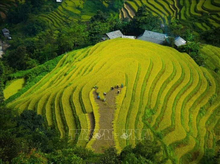 Campos en la temporada del arroz maduro en Vietnam - ảnh 2