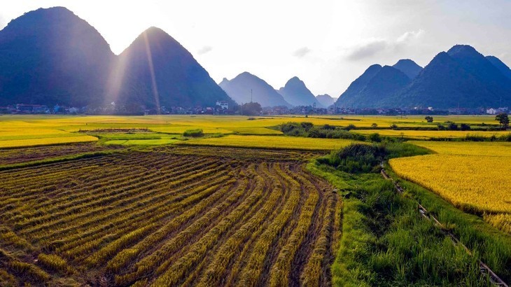 Campos en la temporada del arroz maduro en Vietnam - ảnh 6