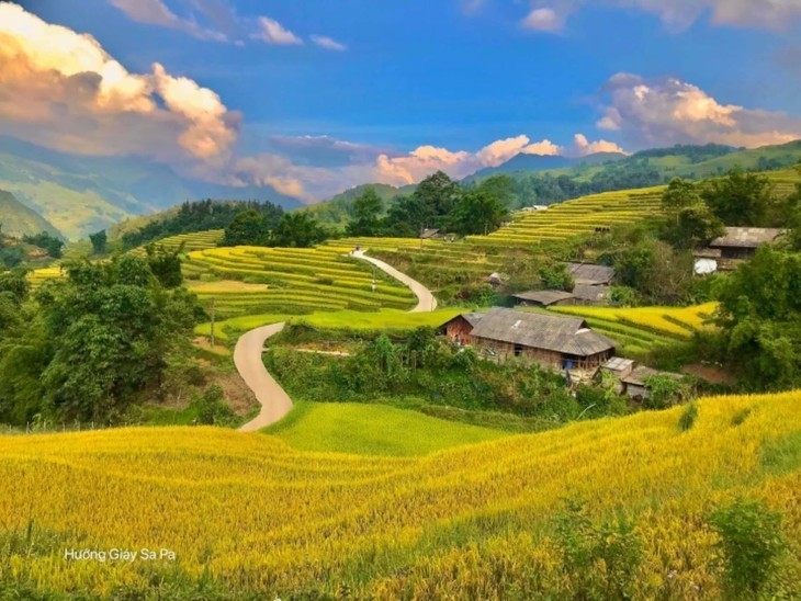 Campos en la temporada del arroz maduro en Vietnam - ảnh 10
