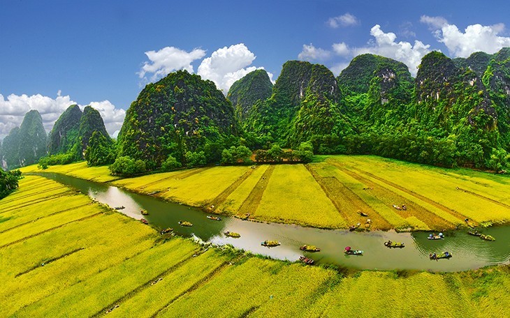 Campos en la temporada del arroz maduro en Vietnam - ảnh 13