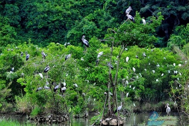 El parque de aves Thung Nham - ảnh 7
