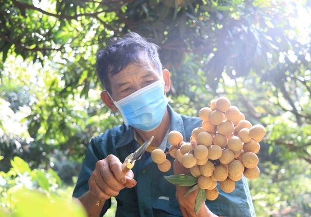 Exportan oficialmente primer lote de longan vietnamita a Japón - ảnh 1