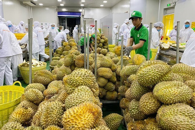 Perspectivas para las exportaciones de frutas vietnamitas en 2023 - ảnh 1