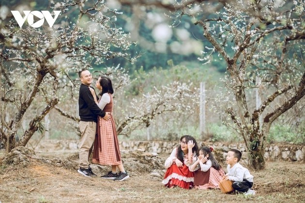 La meseta de Moc Chau se cubre de flores blancas de ciruelo a mediados de febrero - ảnh 3