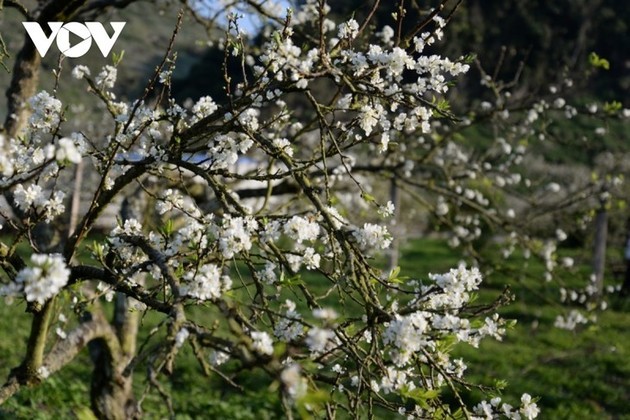 La meseta de Moc Chau se cubre de flores blancas de ciruelo a mediados de febrero - ảnh 6