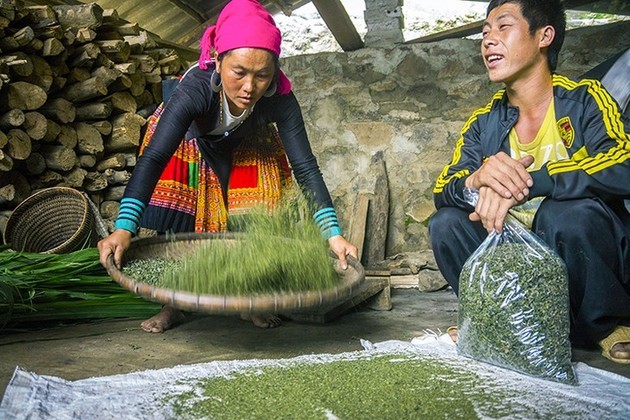 Té Shan Tuyet: una especialidad de Ta Xua - ảnh 11