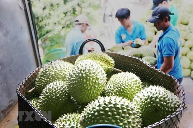 Exportaciones de durián de Vietnam alcanzan récord - ảnh 1