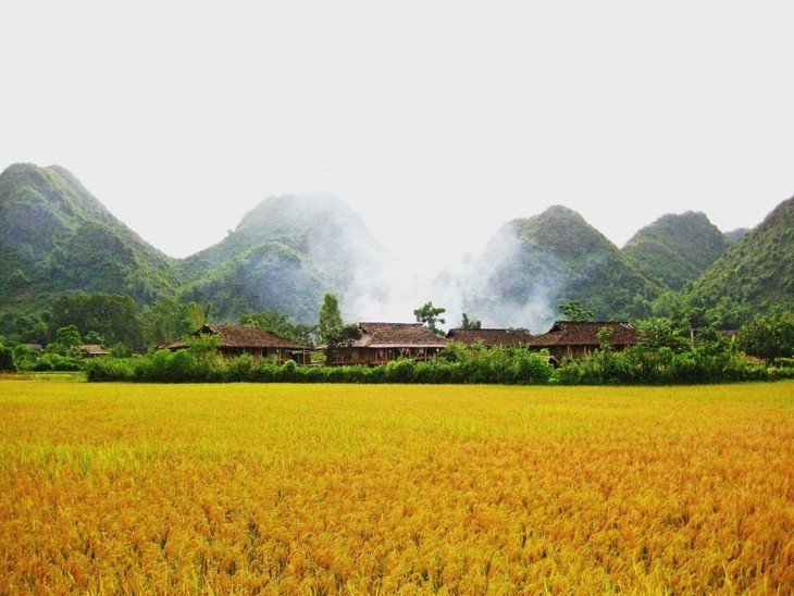 Los mejores destinos para ver el arroz maduro en otoño - ảnh 11