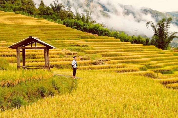 Los mejores destinos para ver el arroz maduro en otoño - ảnh 14