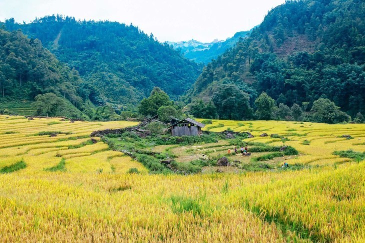 Los mejores destinos para ver el arroz maduro en otoño - ảnh 8