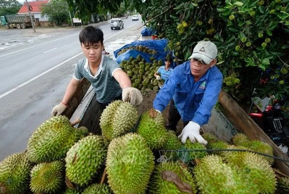 Nuevo récord de exportaciones de frutas y hortalizas para Vietnam este año - ảnh 1