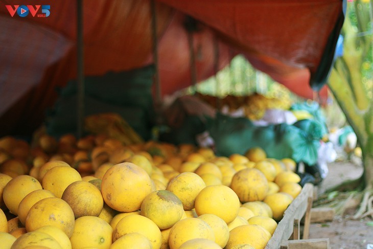 El jardín de pomelo Phuc Dien - lugar idoneo para amantes de la fotografía - ảnh 8