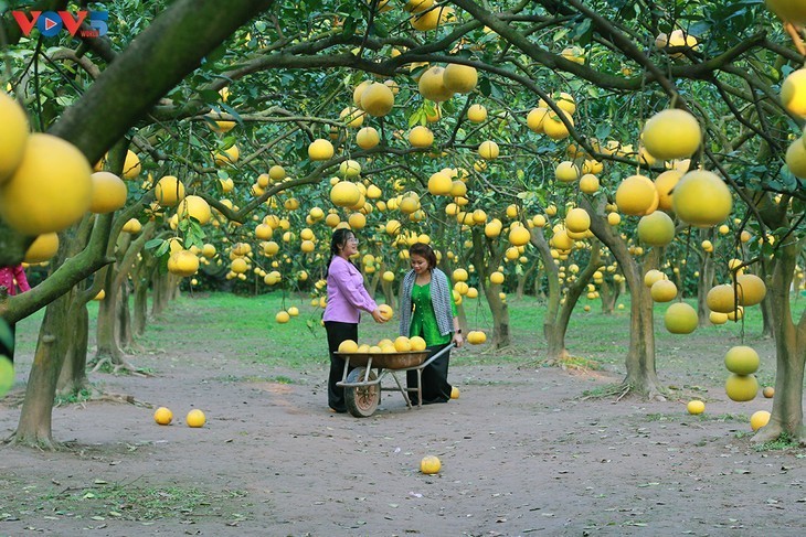 El jardín de pomelo Phuc Dien - lugar idoneo para amantes de la fotografía - ảnh 3