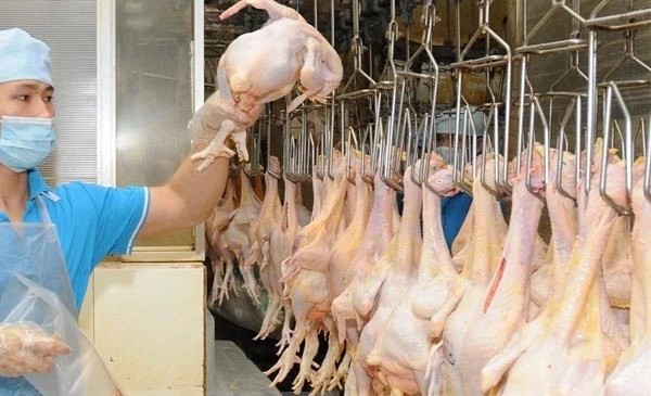 Vietnam exportará a mercado musulmán mil toneladas de carne de pollo por mes - ảnh 1