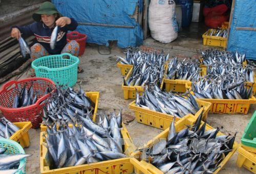 越南渔业协会反对中国休渔令 - ảnh 1