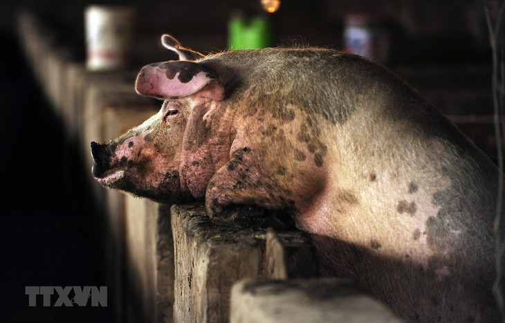世界卫生组织密切关注中国对猪流感的研究 - ảnh 1