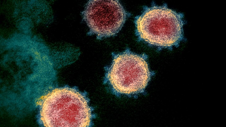 越南新发现的南非新冠病毒新变种传播速度快、传播力强 - ảnh 1