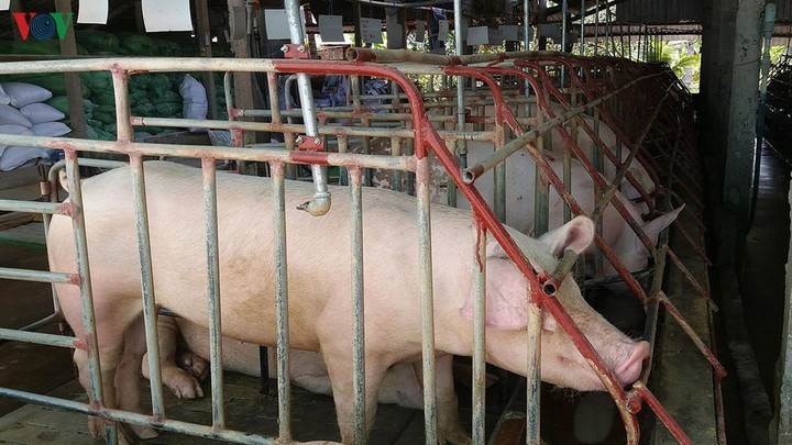 Plusieurs entreprises ont diminué le prix de vente de la viande de porc - ảnh 1