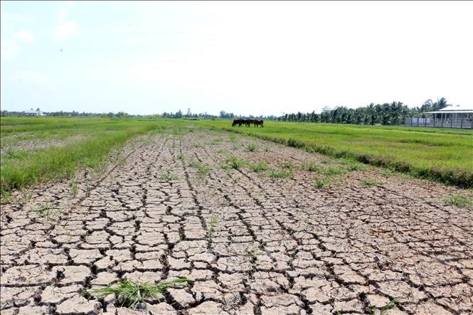 Sécheresse et salinisation dans le delta du Mékong : 530 milliards de dongs d’aide urgente - ảnh 1