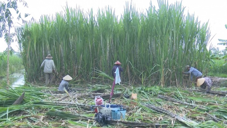 Une bonne récolte de cannes à sucre à Hâu Giang - ảnh 1