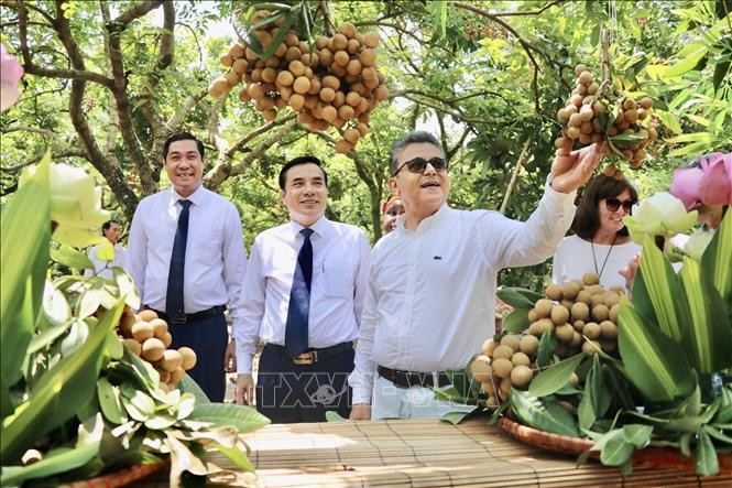 Promouvoir le longane de Hung Yên auprès des importateurs étrangers - ảnh 1