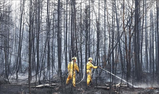 Près de 350 pompiers étrangers bientôt en renfort au Québec pour combattre les feux de forêt - ảnh 1